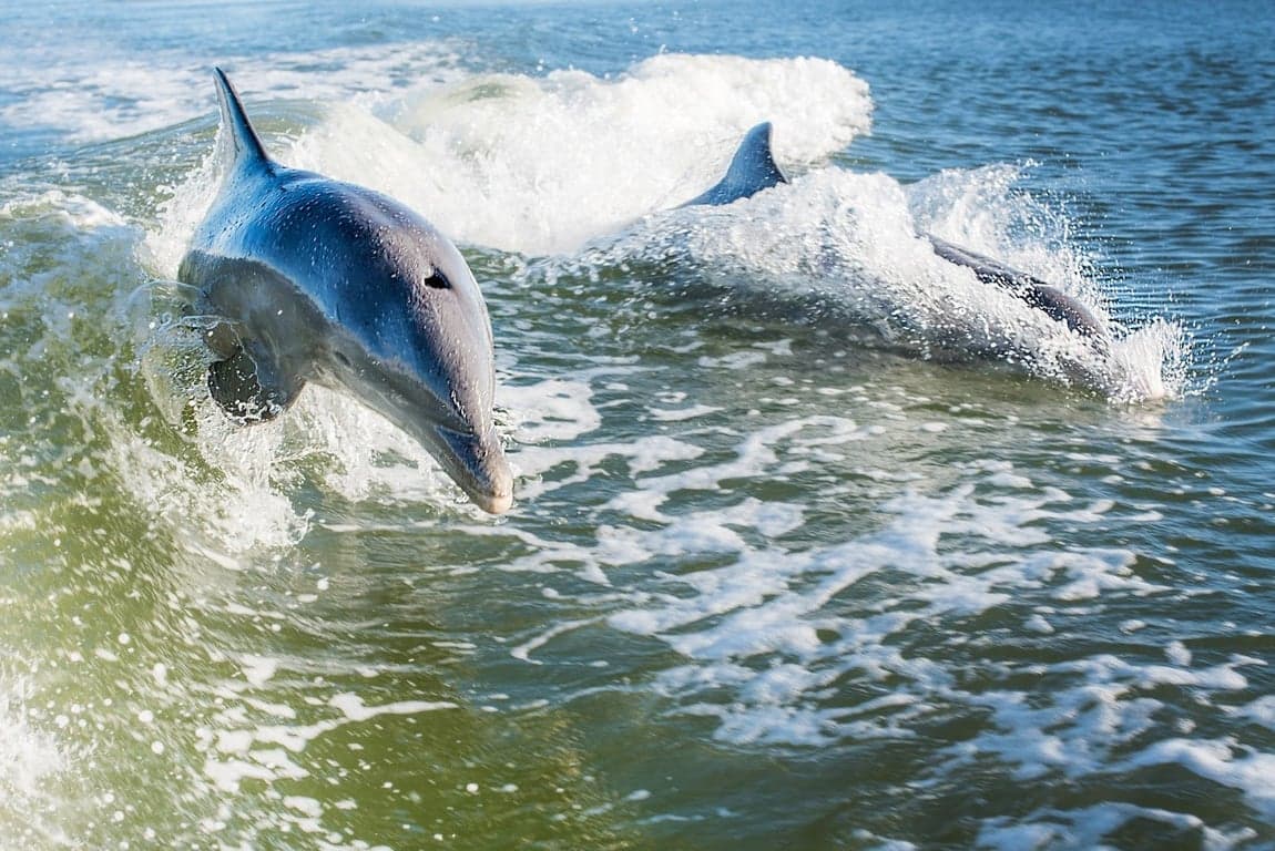 Marco Island Dolphin Tour photo