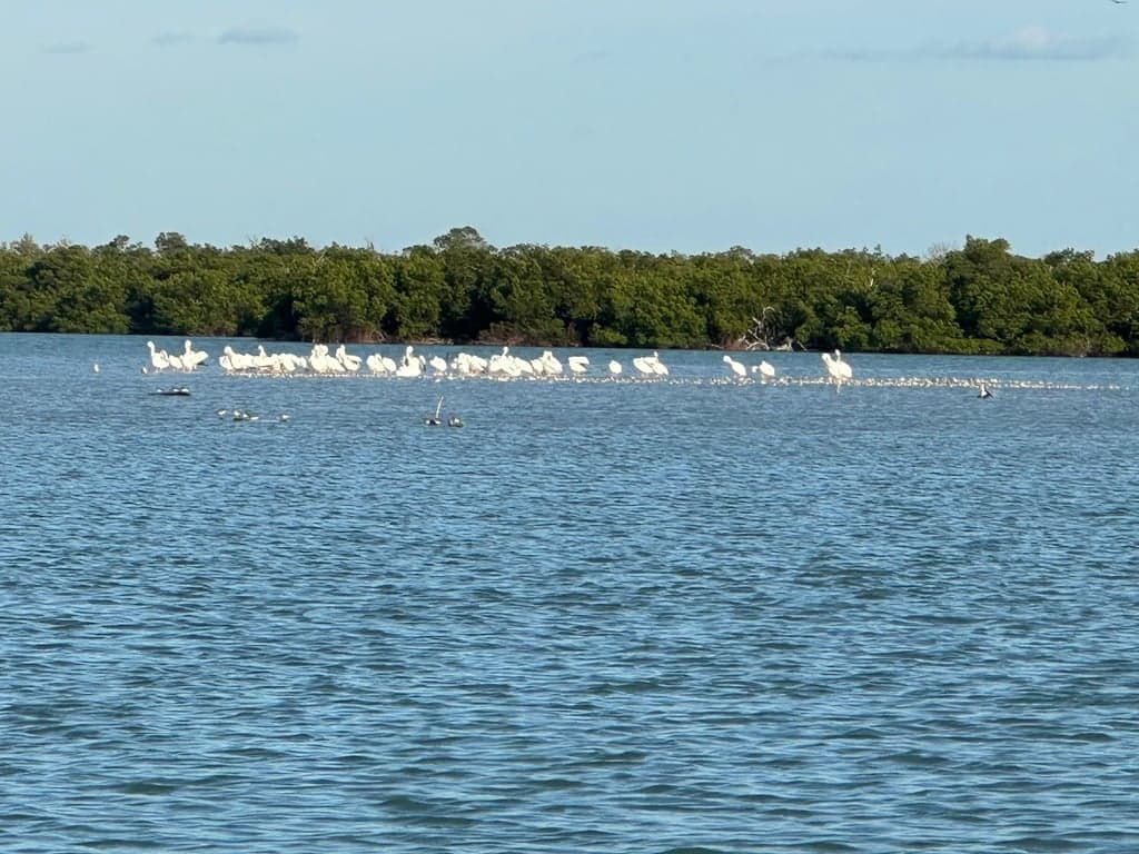 Eco Endeavors & Breakwater Adventures photo