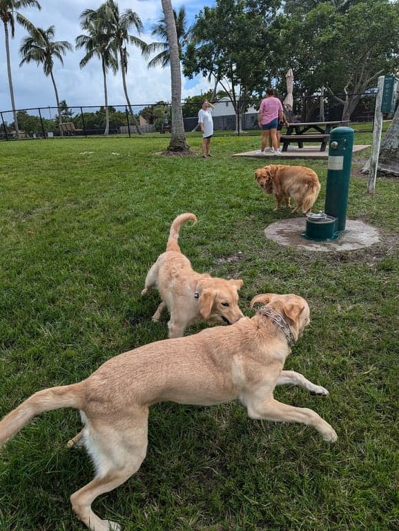 Canine Cove Dog Park photo
