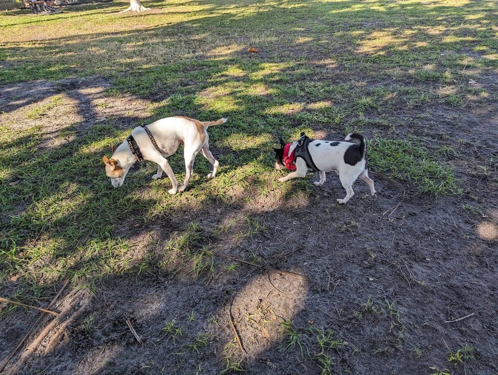 Canine Cove Dog Park photo
