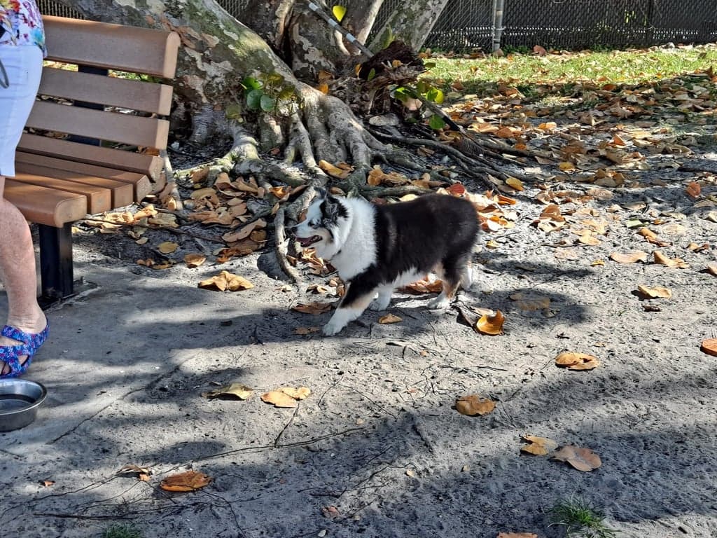 Canine Cove Dog Park photo