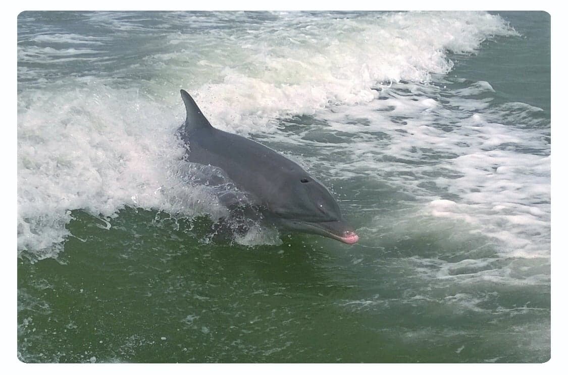 Reel Kind Fishing and Tours photo