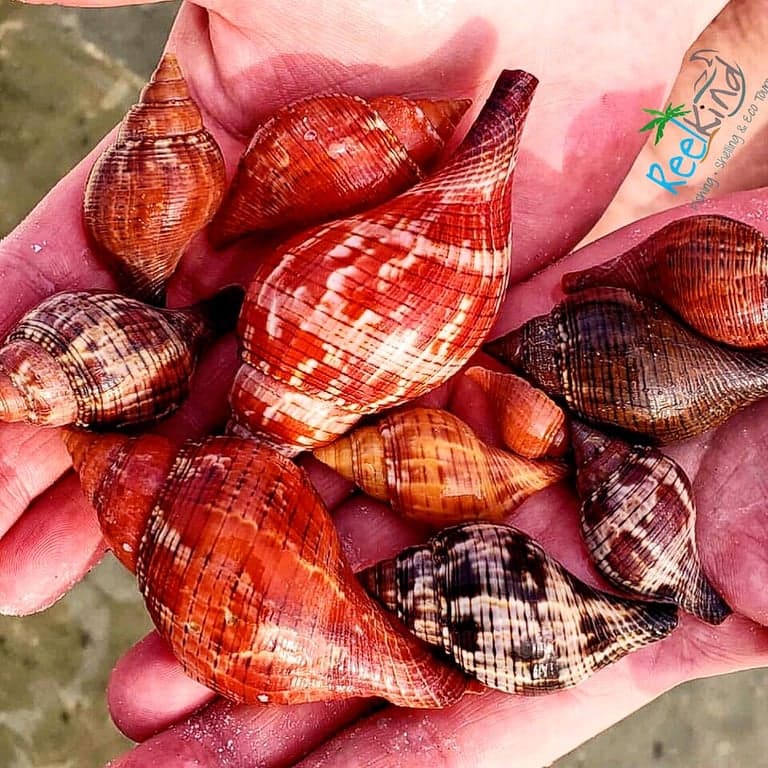 Reel Kind Fishing and Tours photo