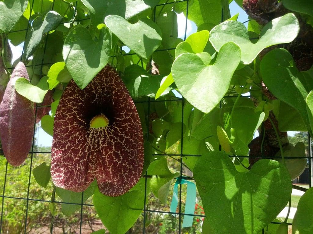 Calusa Park Butterfly Garden photo