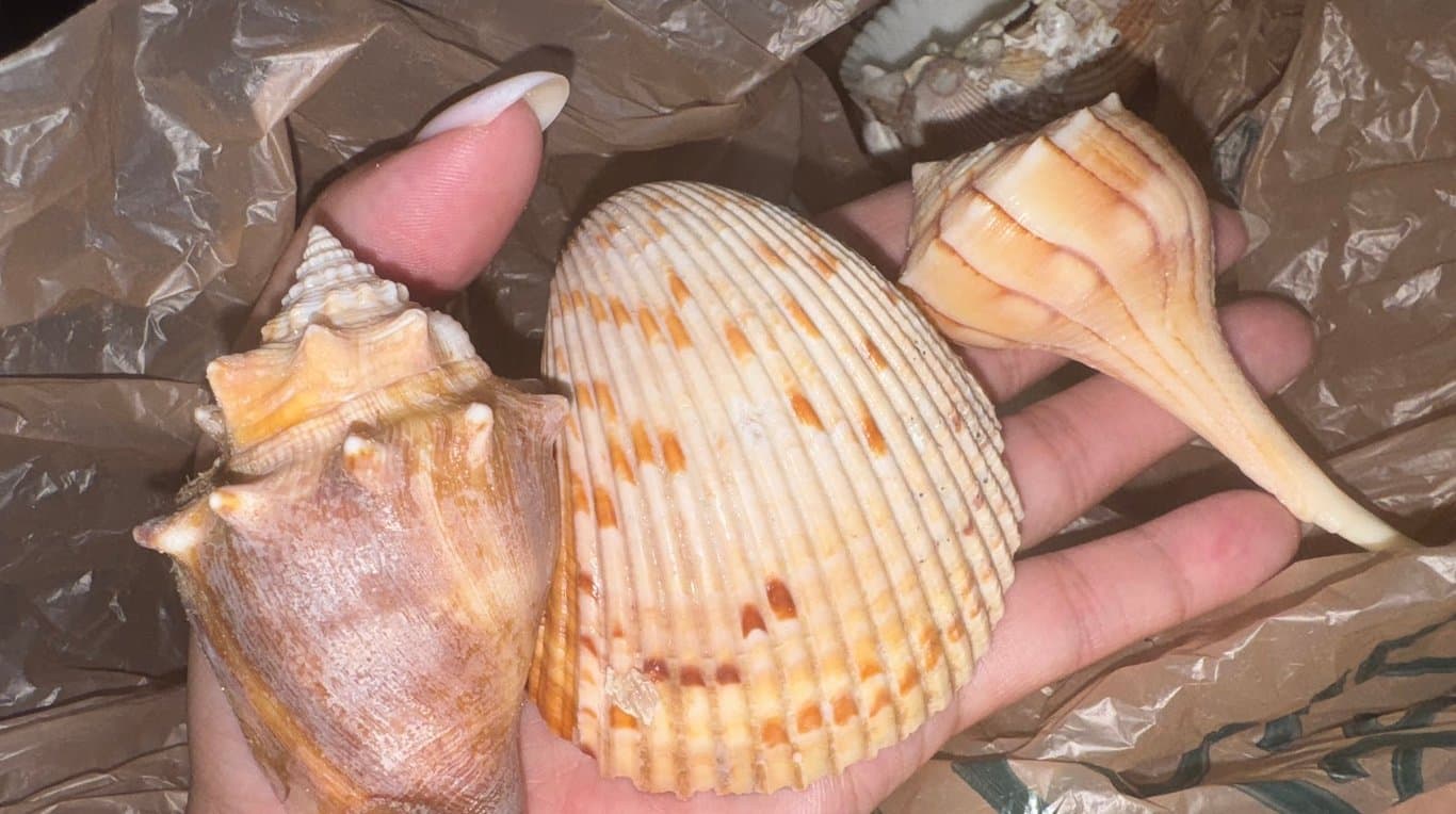 Eco Endeavors & Breakwater Adventures photo