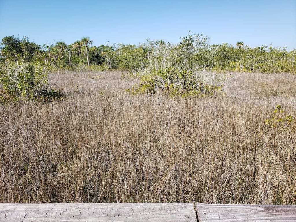 Briggs Boardwalk photo