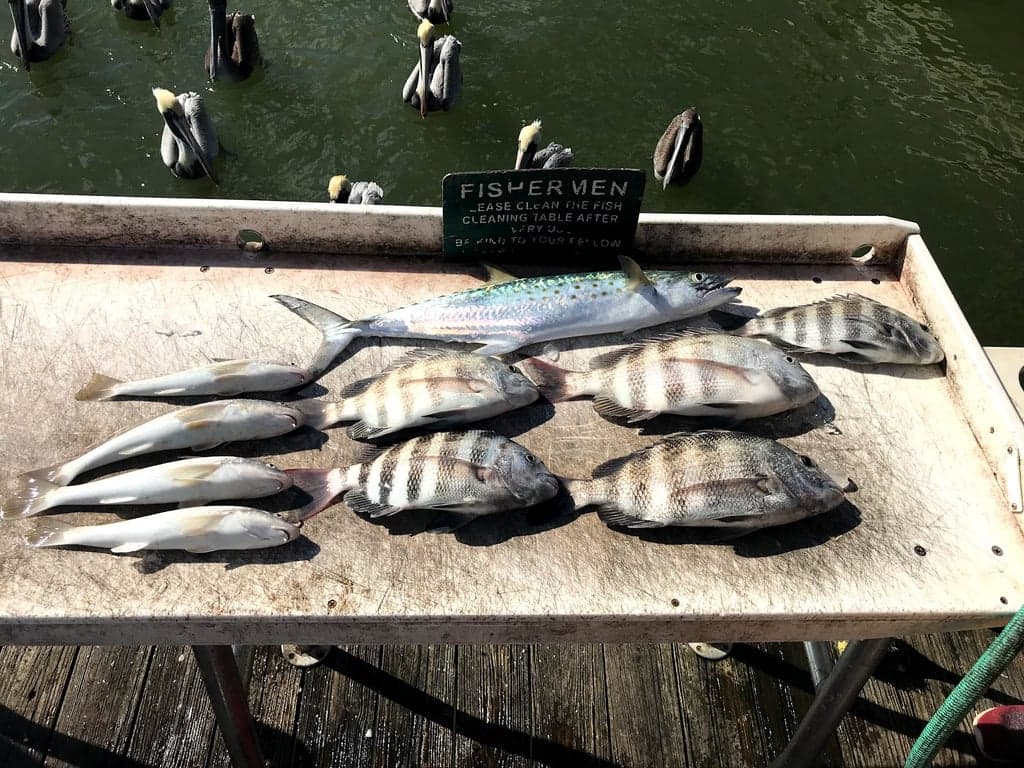 Dreamlander Tours of Marco Island photo