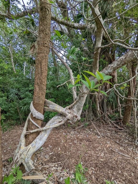 Otter Mound Preserve photo