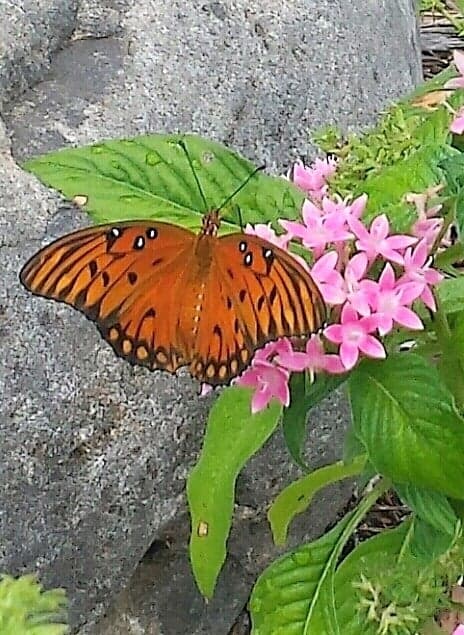 Calusa Park Butterfly Garden photo