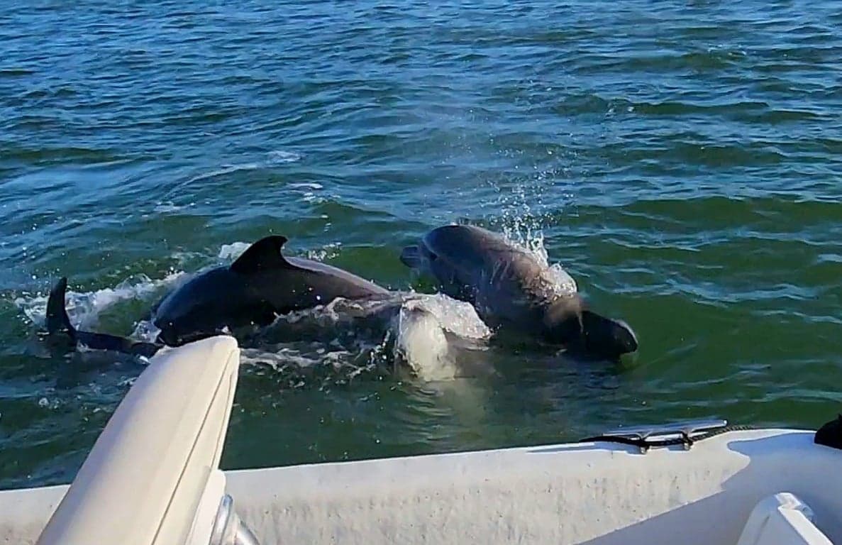 Dreamlander Tours of Marco Island photo