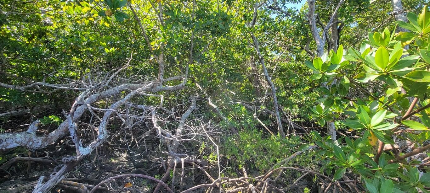 William Buckley Memorial Island photo