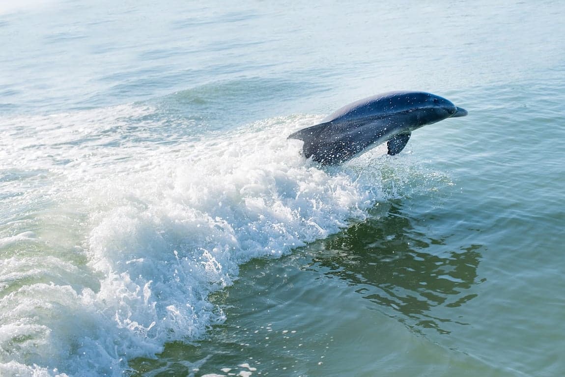 Marco Island Dolphin Tour photo