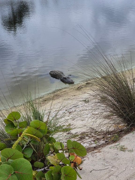 Hammock Bay Golf & Country Club photo