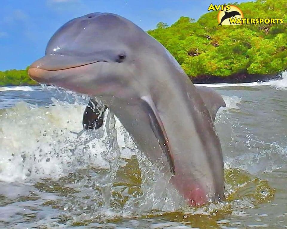 Avi's Watersports - Dolphin Jet Ski Tours photo