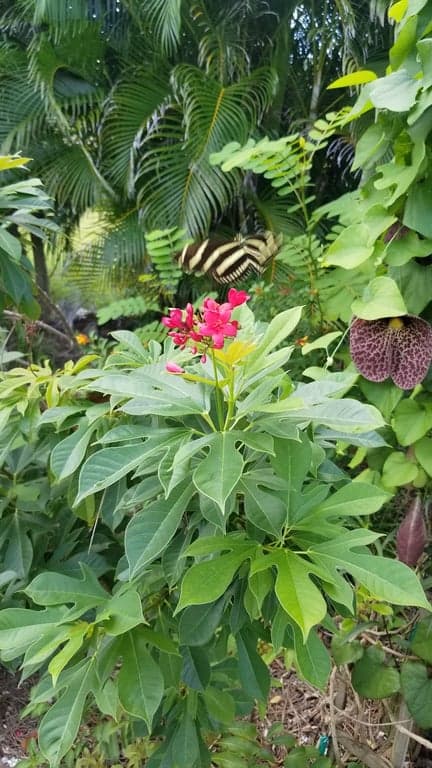 Calusa Park Butterfly Garden photo