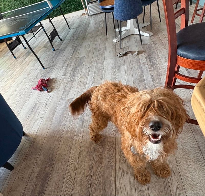 Kava Culture Kava Bar photo