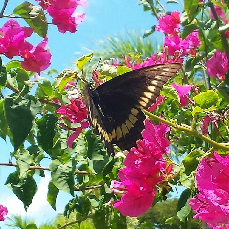 Calusa Park Butterfly Garden photo