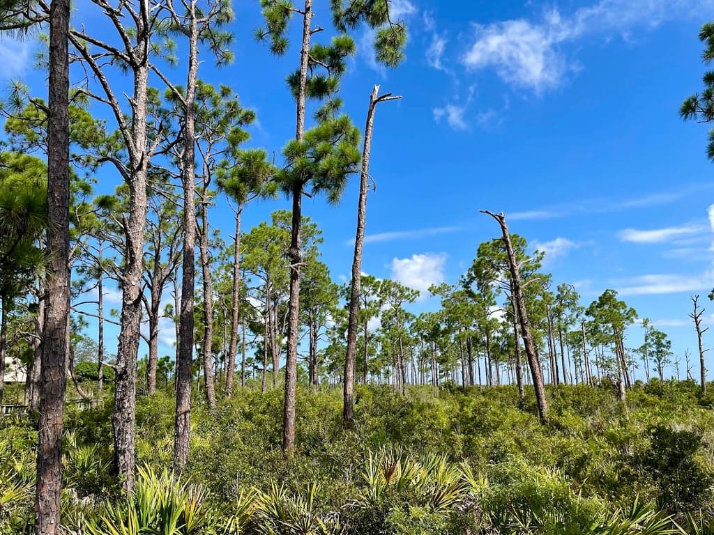 Briggs Boardwalk photo