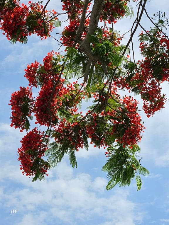 Little Bar Restaurant photo