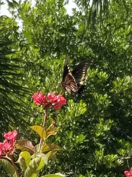 Calusa Park Butterfly Garden photo
