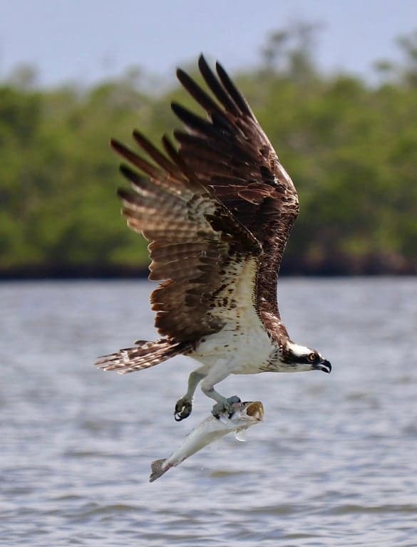 Marco Eco Tours - Kayak Tours and Rentals photo