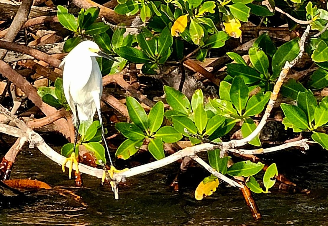Rookery Bay National Estuarine Research Reserve photo