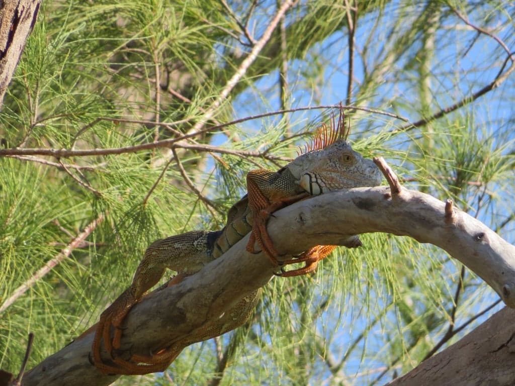 Marco Island Nature Preserve and Bird Sanctuary photo