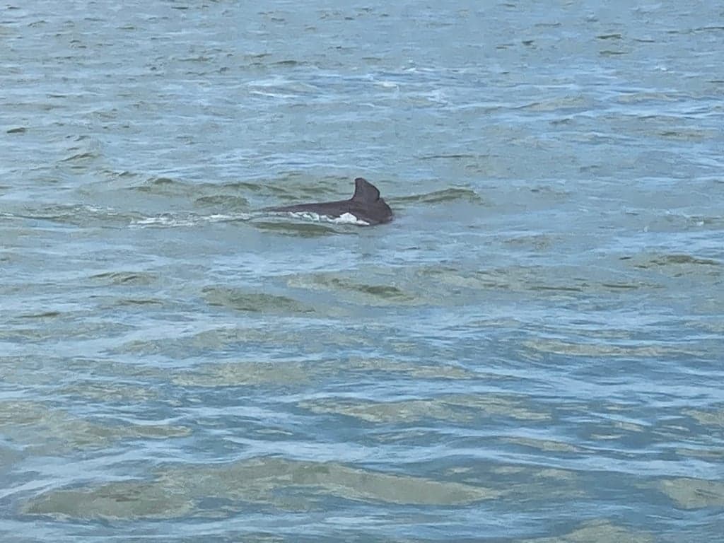 Marco Island Dolphin Tour photo