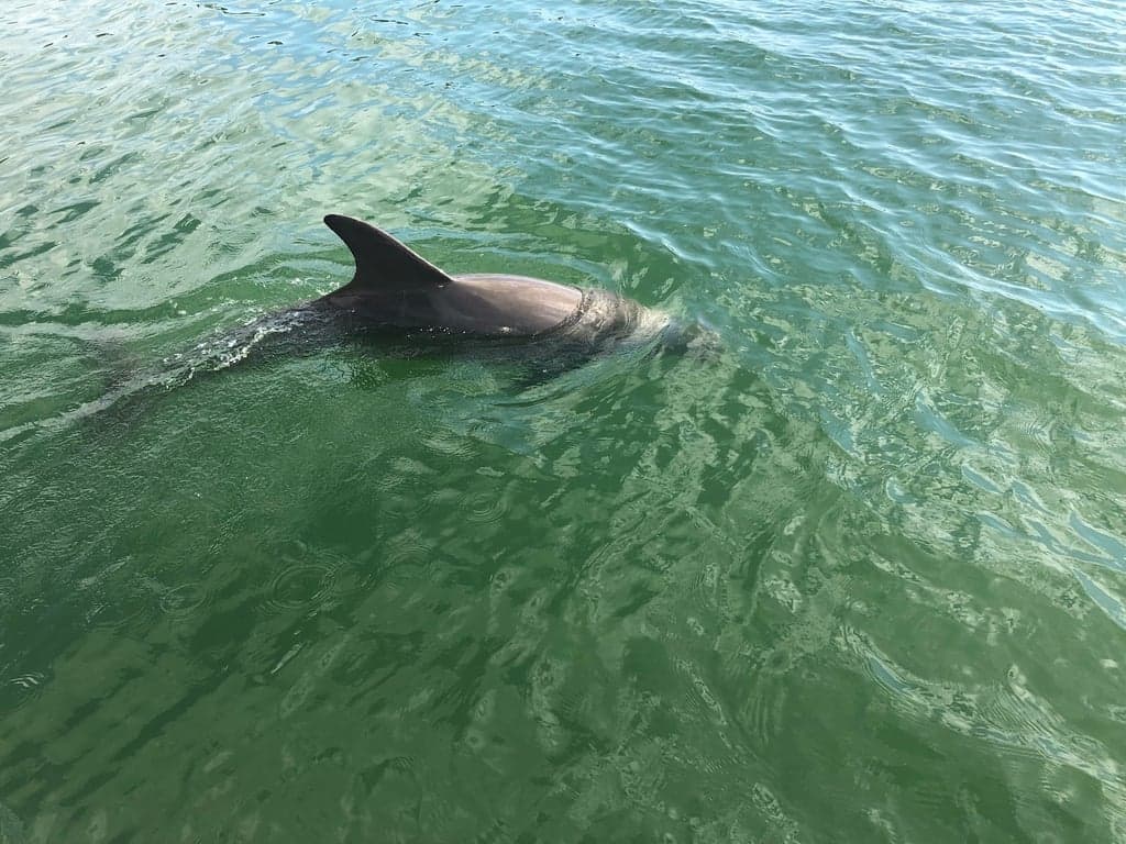 Rookery Bay National Estuarine Research Reserve photo
