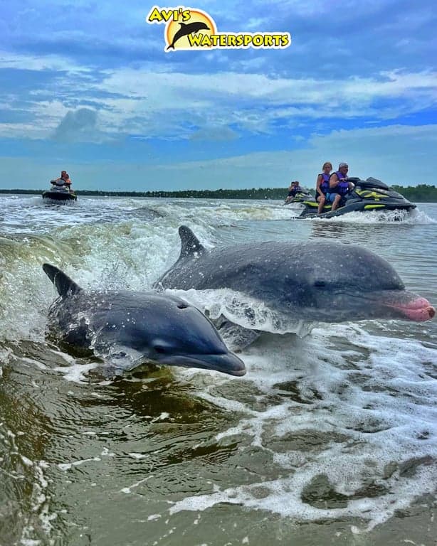Avi's Watersports - Dolphin Jet Ski Tours photo