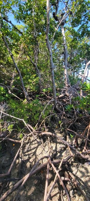 William Buckley Memorial Island photo