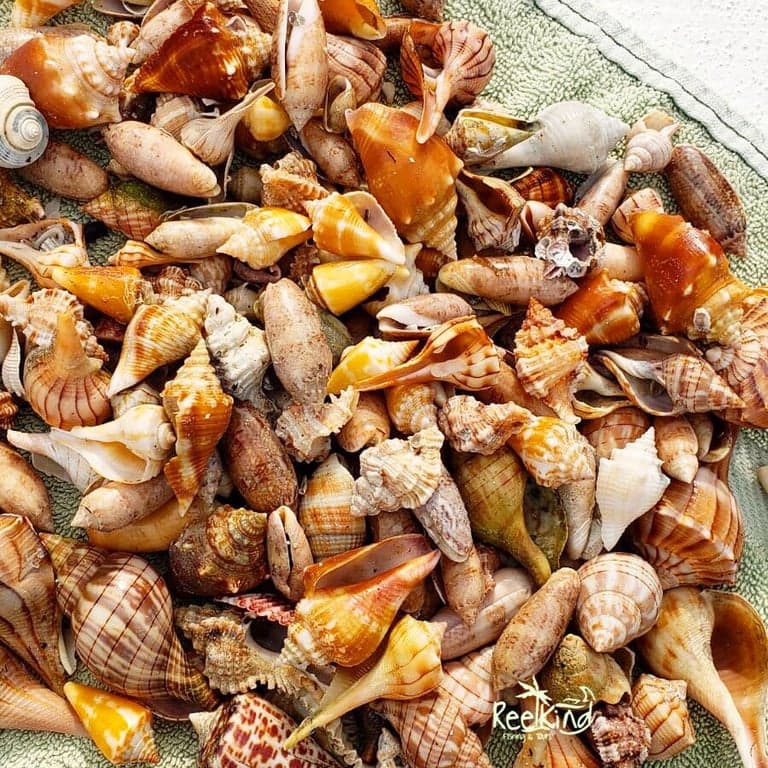 Reel Kind Fishing and Tours photo