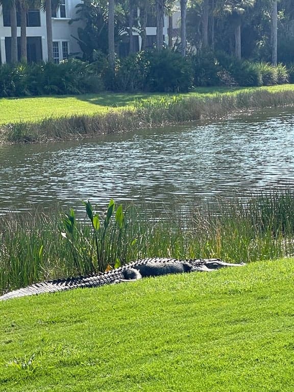 The Rookery at Marco photo
